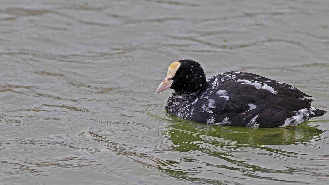 Eurasian Coot